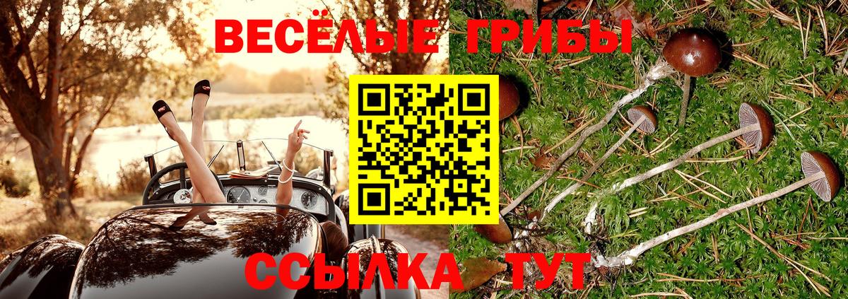 Галлюциногенные грибы Psilocybine cubensis Карасук