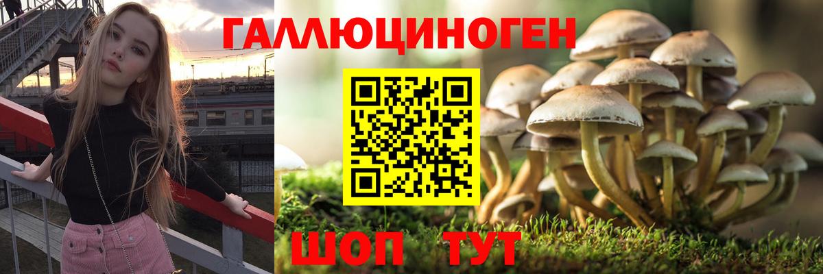 Псилоцибиновые грибы Psilocybe  Вход с VPN  Псилоцибиновые грибы Cubensis  Карасук 